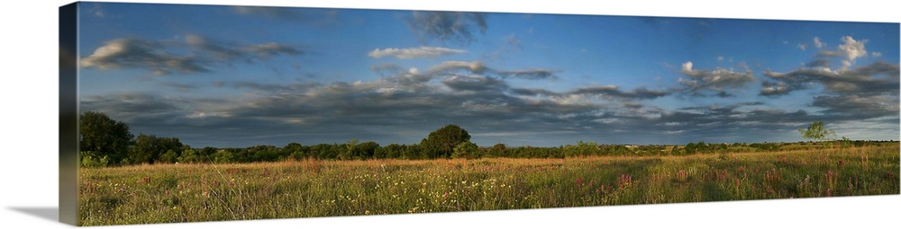 120 degree panoramic from a hill in comanche county texas featuring spring wildflowers, live oak trees and lots of texas b...