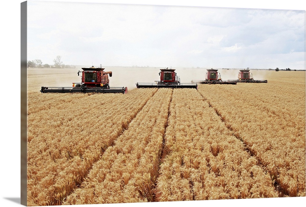 Combine harvesting wheat field.