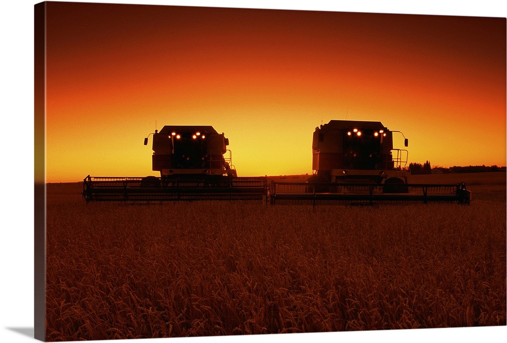 Combines harvesting crop at sunset