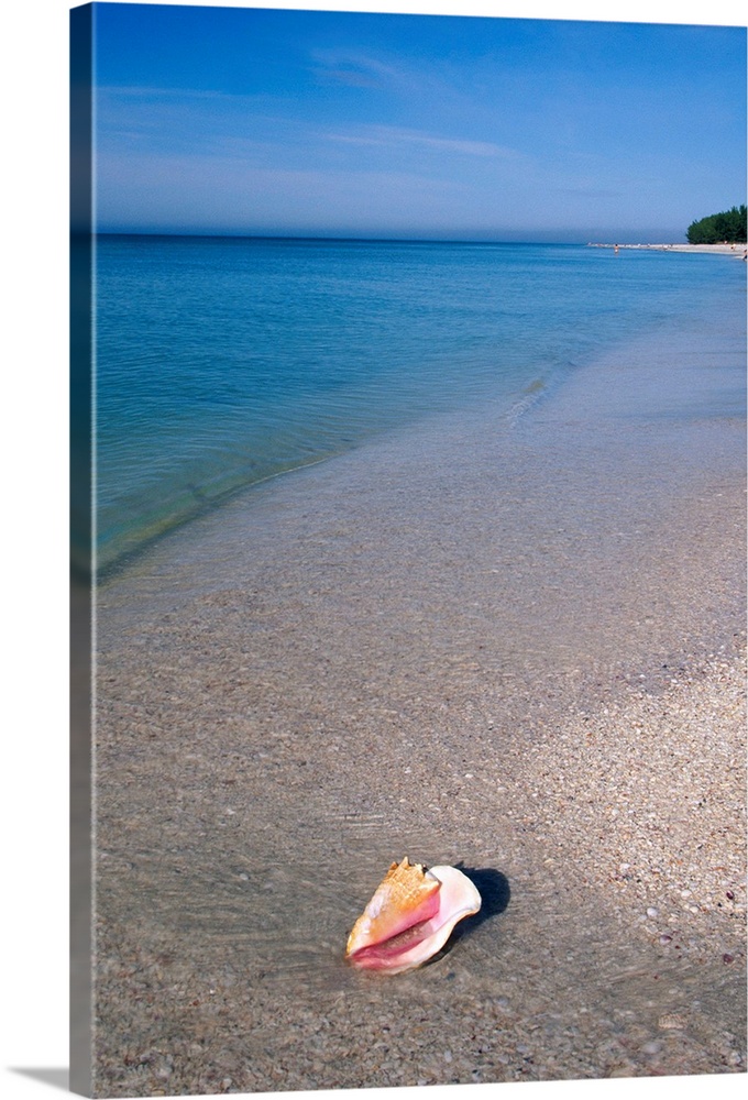 Conch shell on beach