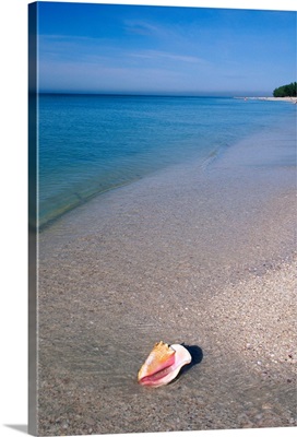 Conch shell on beach