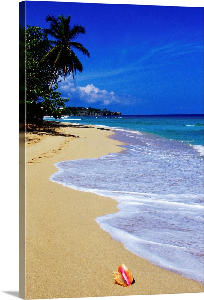 A conch shell on the Playa Grande in the Dominican Republic.