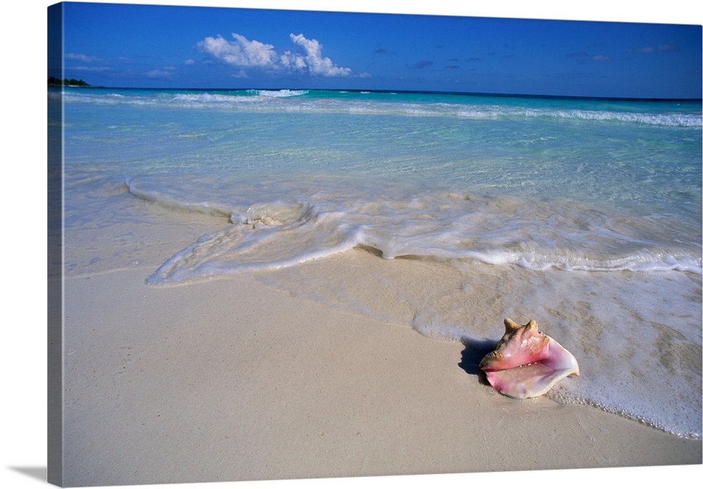Conch Shell On Quiet Beach