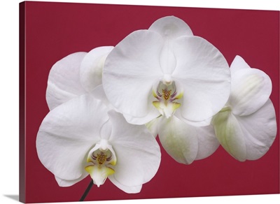 Contrast of pure white orchid on bright red.