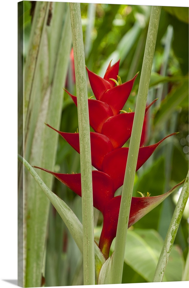 A parrot flower or lobster claw, Heliconia.