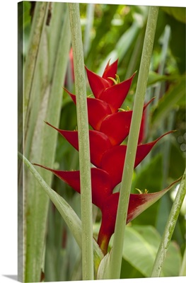 Contrasting colors of a parrot flower and foliage