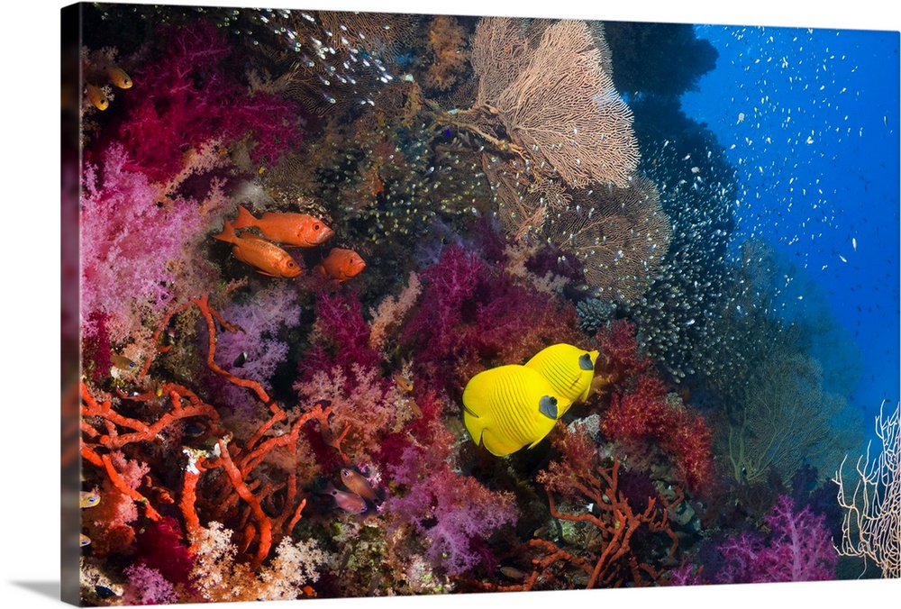 A pair of Golden butterflyfish (Chaetodon semilarvatus) and Bigeye or Goggle-eye (Priacanthus hamrur), soft corals (Dendro...