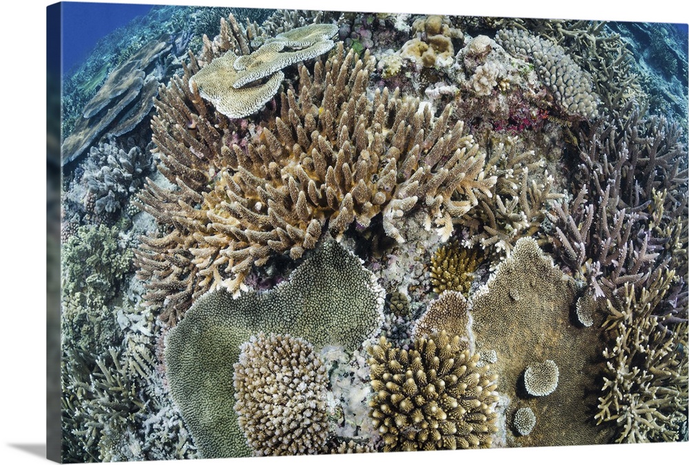 Tropical hard coral reef with several Acropora spp.
