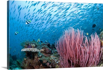 Coral reef, Indonesia, Raja Ampat