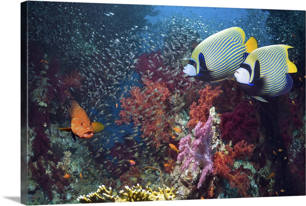Pair of Emperor angelfish (Pomacanthus imperator) swimming over coral reef with a Coral hind (Cephalopholus miniata), a sc...