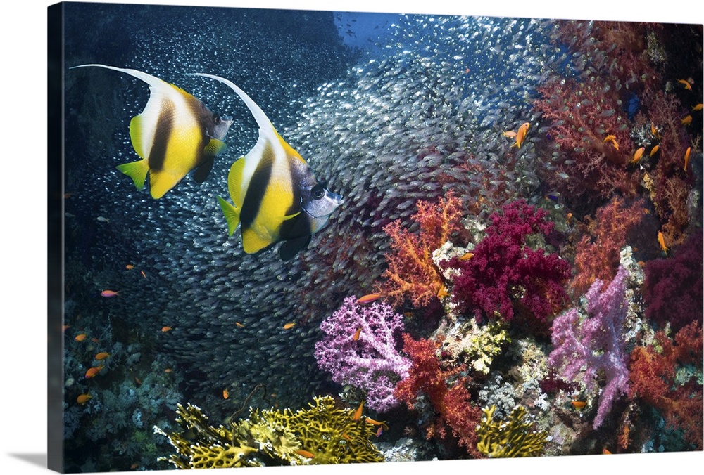 Red Sea bannerfish (Heniochus intermedius) on coral reef with a school of Pygmy sweepers (Parapriacanthus guentheri) and s...
