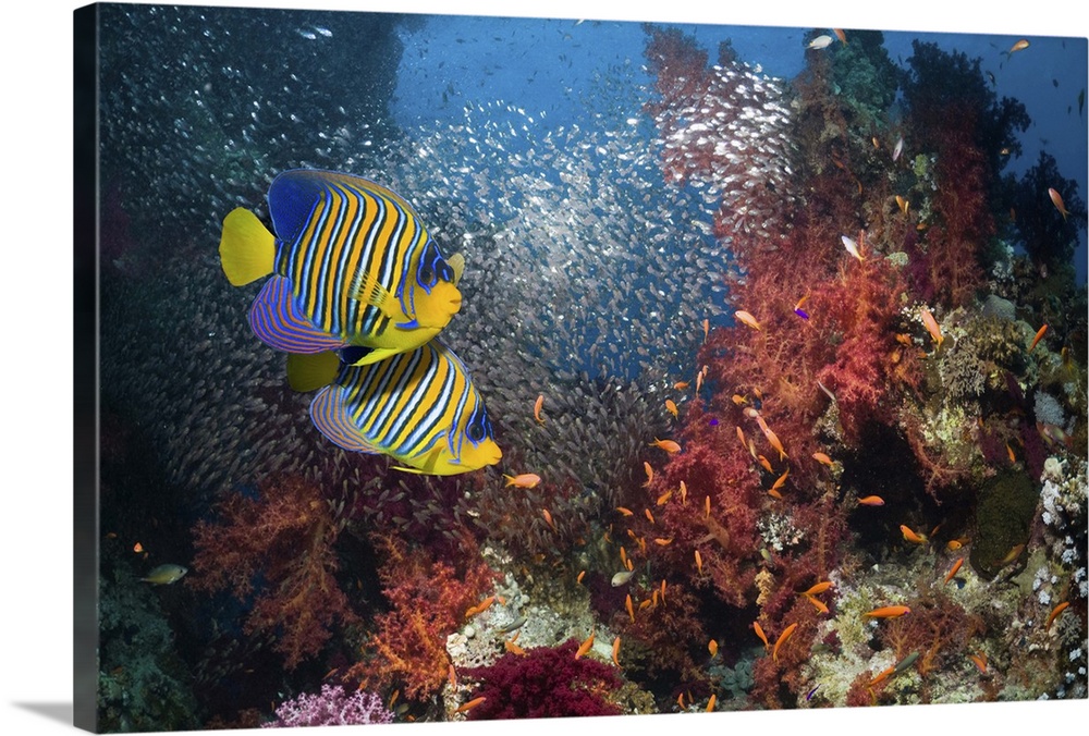 Pair of Regal angelfish (Pomacanthus diacanthus) swimming over coral reef with a school of Pymy sweepers (Parapriacantus g...