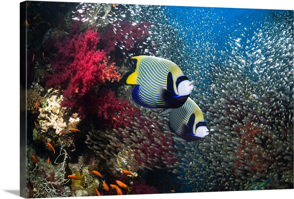 A pair of Emperor angelfish (Pomacanthus imperator) swimming over coral reef with soft corals (Dendronephtya sp.) and a la...