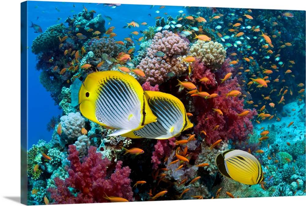 Coral Reef With Fishes Canvas Print Large Picture Wall Art
