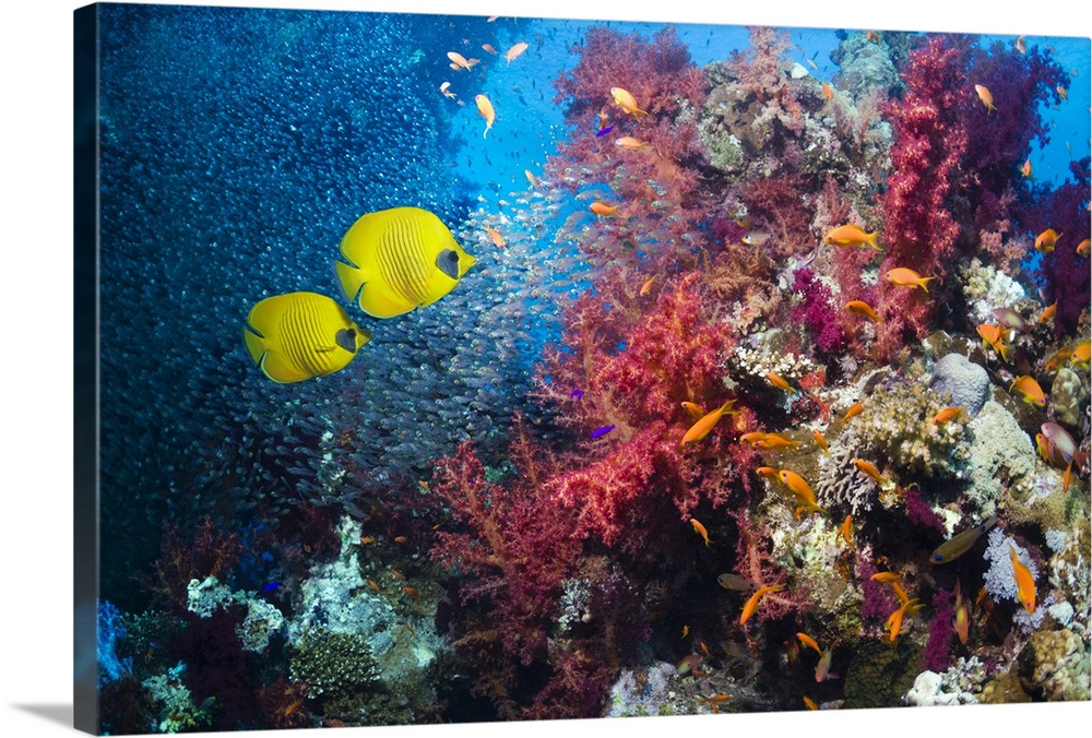 Coral reef scenery with a pair of Golden butterflyfish (Chaetodon semilarvatus), soft corals (Dendronephthya sp), and Pygm...