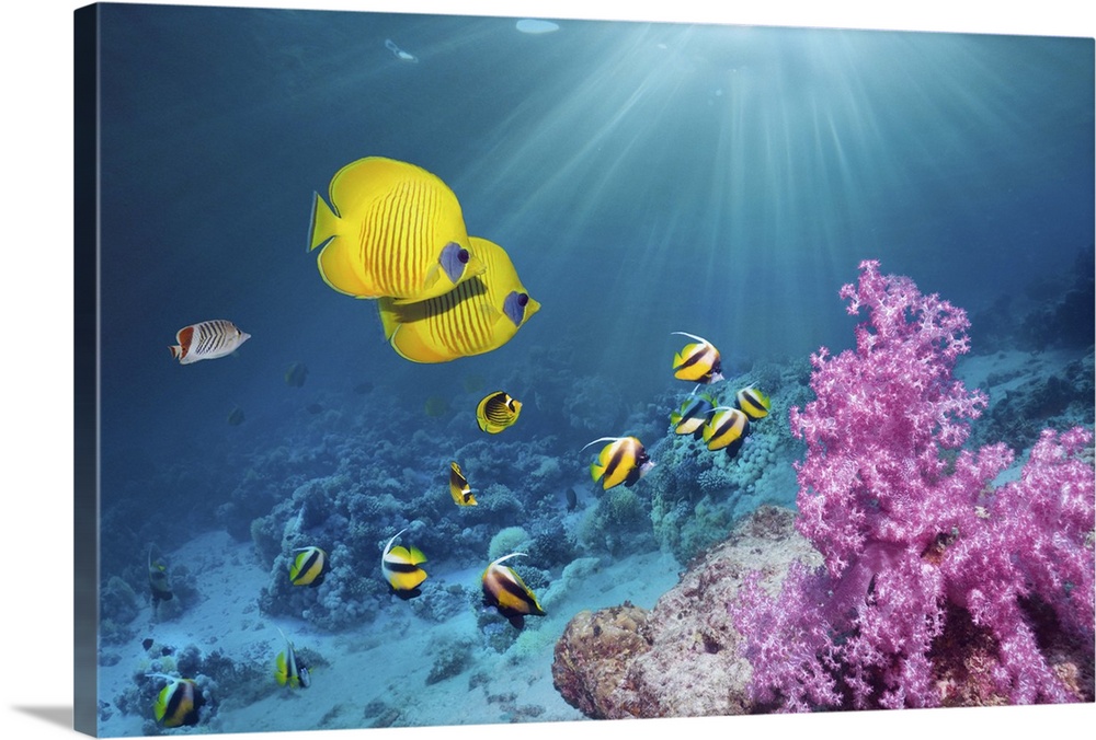 Coral reef scenery with Golden butterflyfish (Chaetodon semilarvatus) and Red Sea bannerfish (Heniochus intermedius).  Egy...