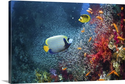 Coral reef with Emperor angelfish