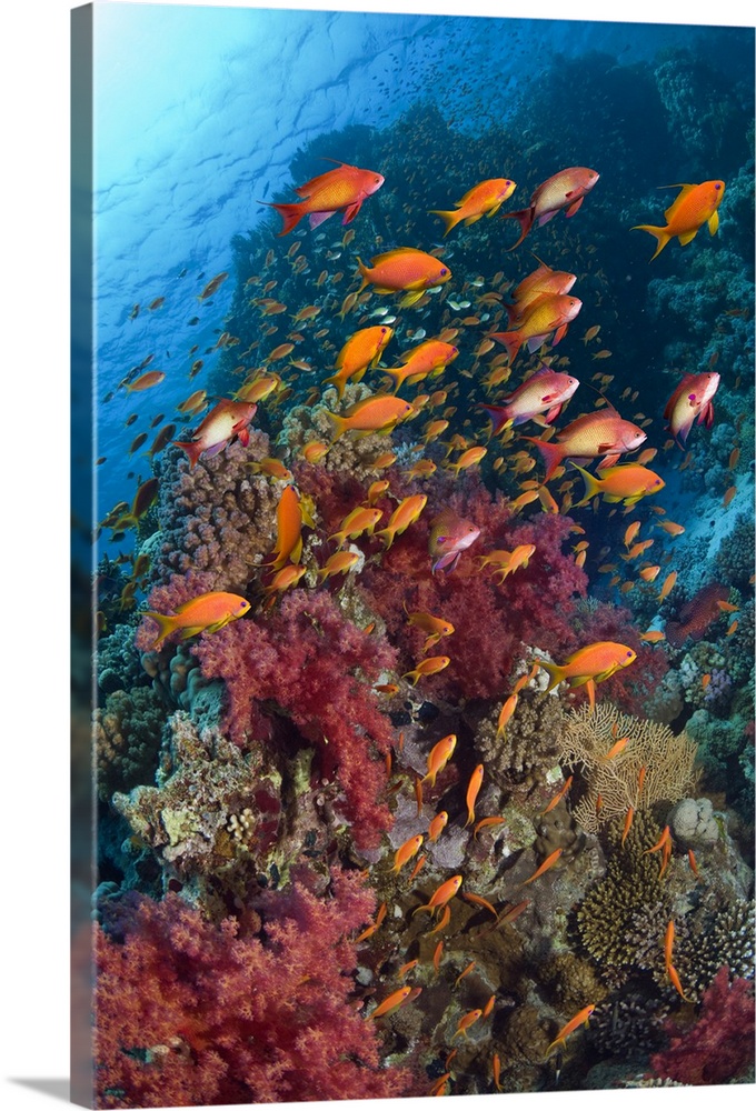 Lyretail anthias or Goldies (Pseudanthias squamipinnis) over coral reef with soft corals (Dendronephthya sp).  Egypt, Red ...