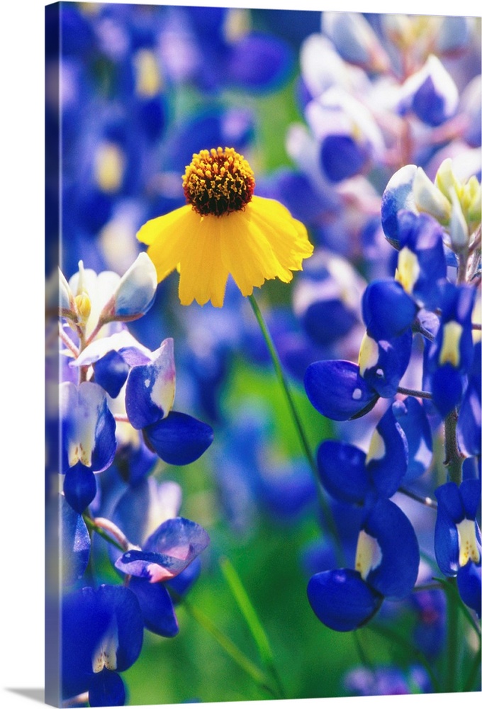 Coreopsis And Bluebonnets