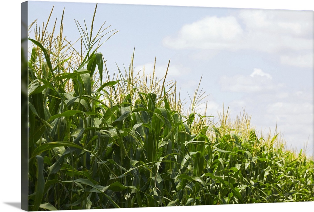 Corn field