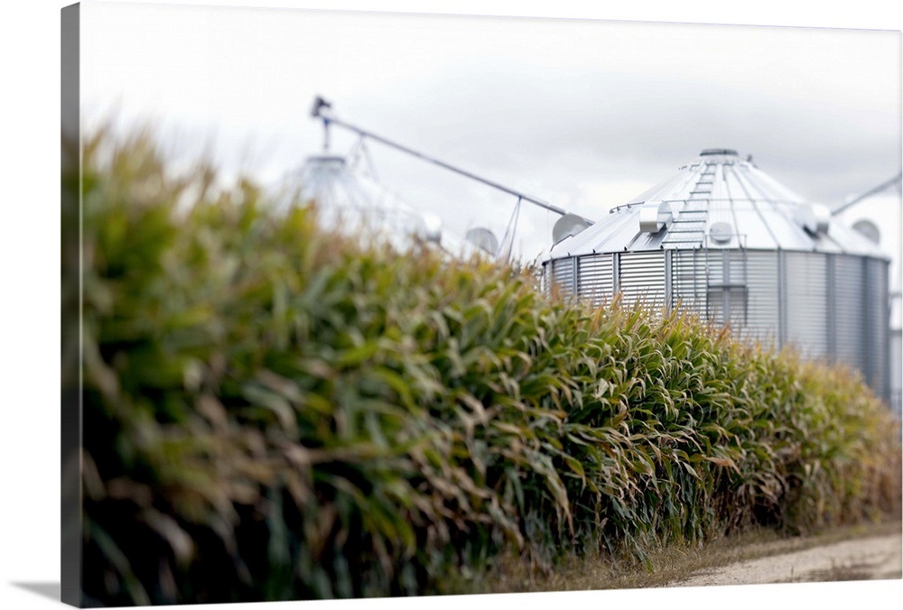 Corn field and storage bins, Wisconsin Wall Art, Canvas Prints, Framed