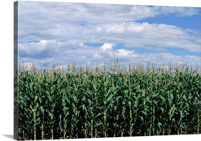 Corn field, Colorado