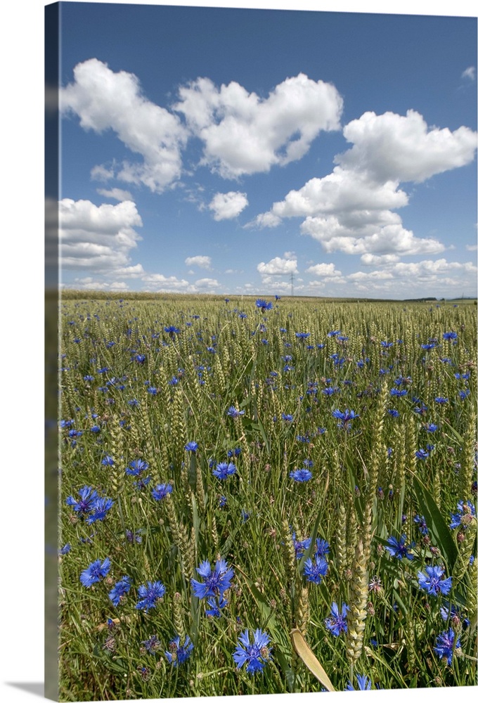 Corn flower (Bluebottle ) in wheat field.