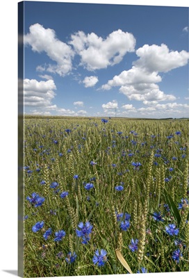 Corn flower in wheat field