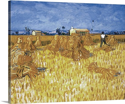 Corn Harvest In Provence By Vincent Van Gogh