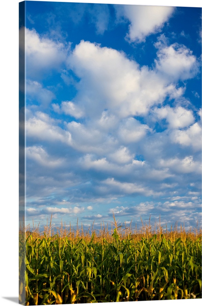 Corn Plants And Sky