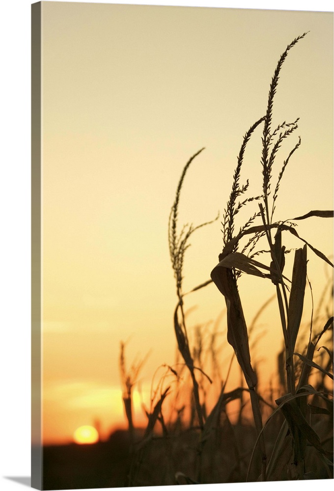 Corn stalks silhouetted at sunset