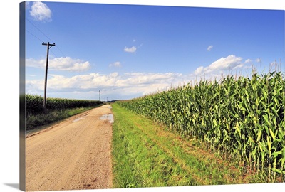 Corn to the Horizon, Illinois
