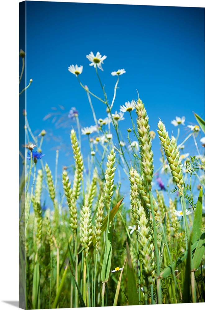 Cornfield in spring