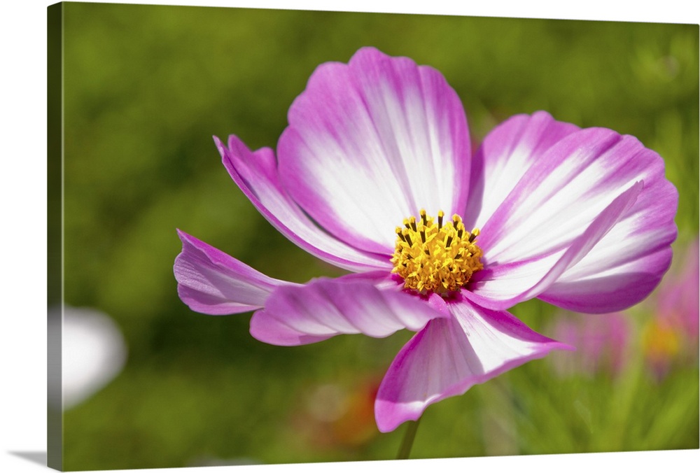 Cosmos flower bloom