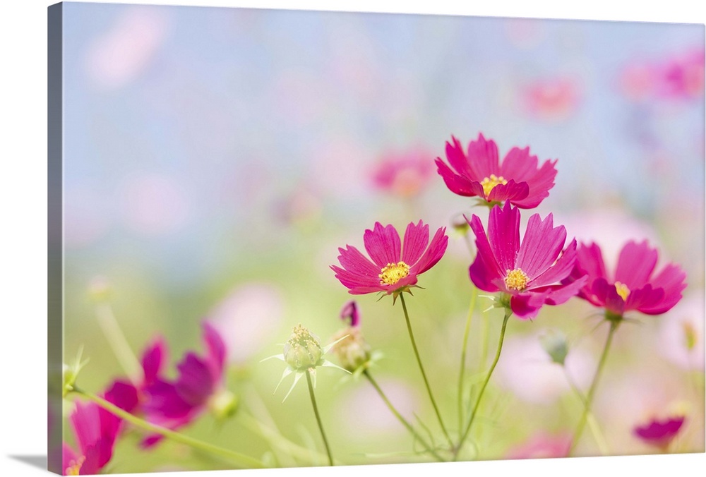 Cosmos flowers