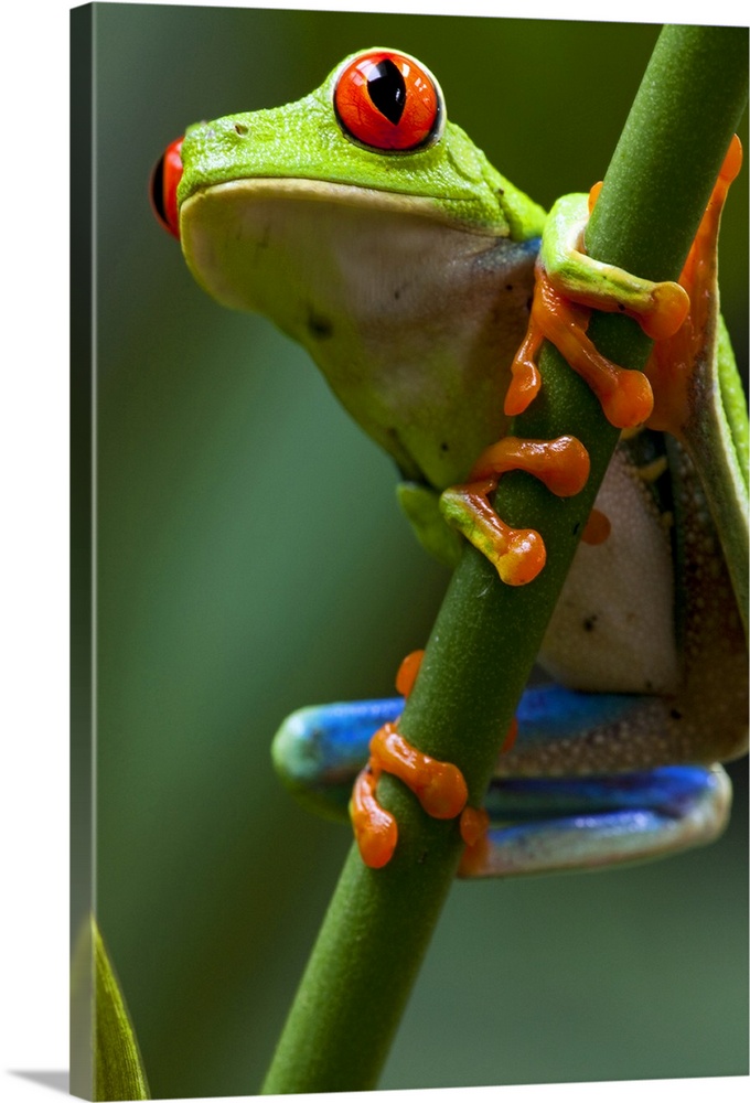 Costa Rica, Monteverde, Red-Eyed Tree Frog (Agalychnis callidryas)  in captivity