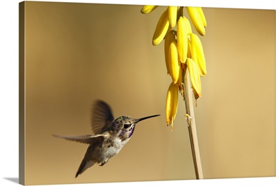 Costa's Hummingbird as he approaches a stalk of desert yellow wildflowers.