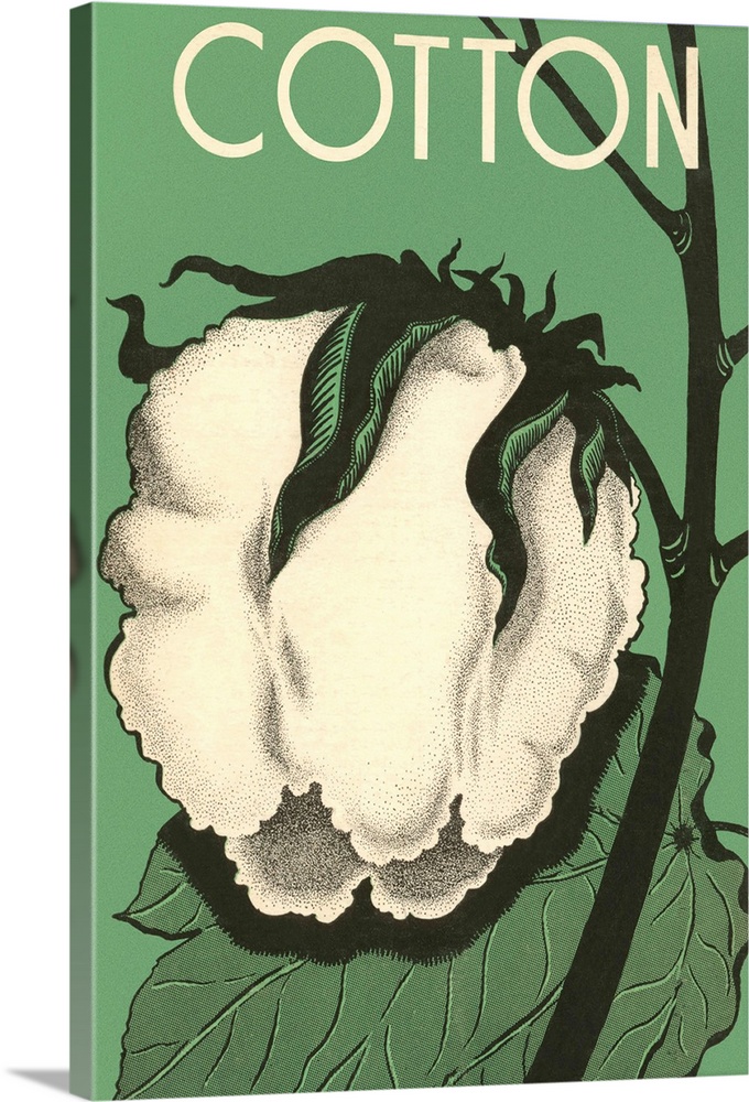Cotton Boll --- Image by .. Found Image Press/Corbis
