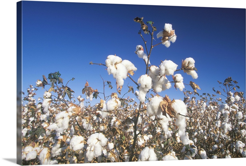 Cotton field in Tucson, AZ