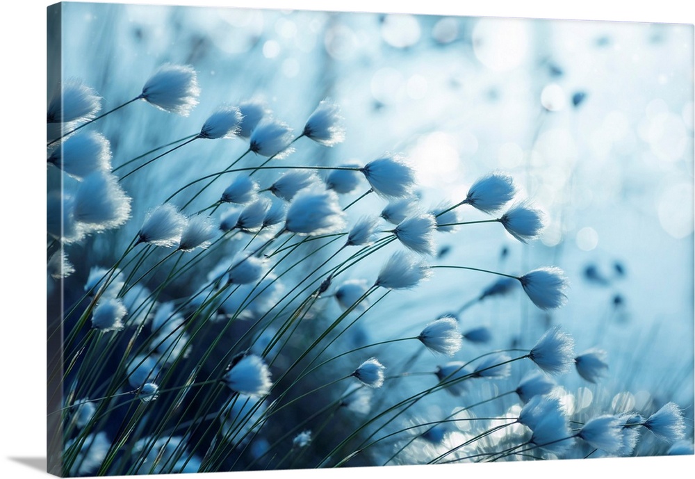 Cotton grass on the lake on a summer evening.