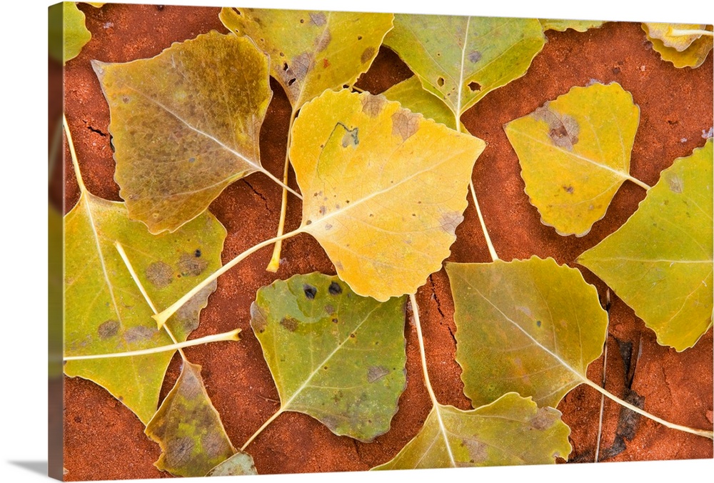 Cottonwood leaves Wall Art, Canvas Prints, Framed Prints, Wall Peels