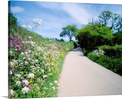 Country lane lined with grass and wildflowers
