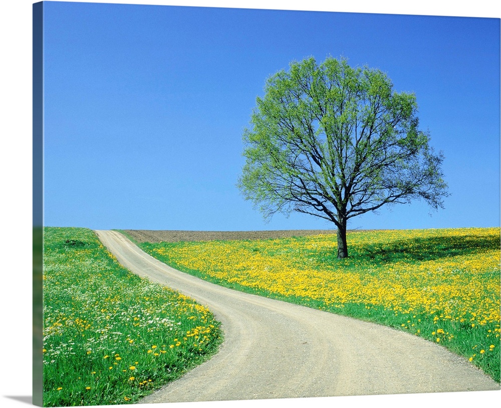 Country Road And Tree, Spring