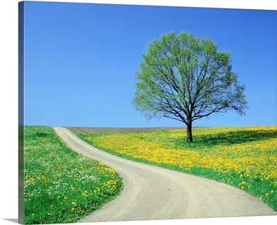Country Road And Tree, Spring