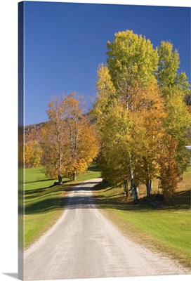 Country road with pastures and Maples trees in autumn, Vermont, USA