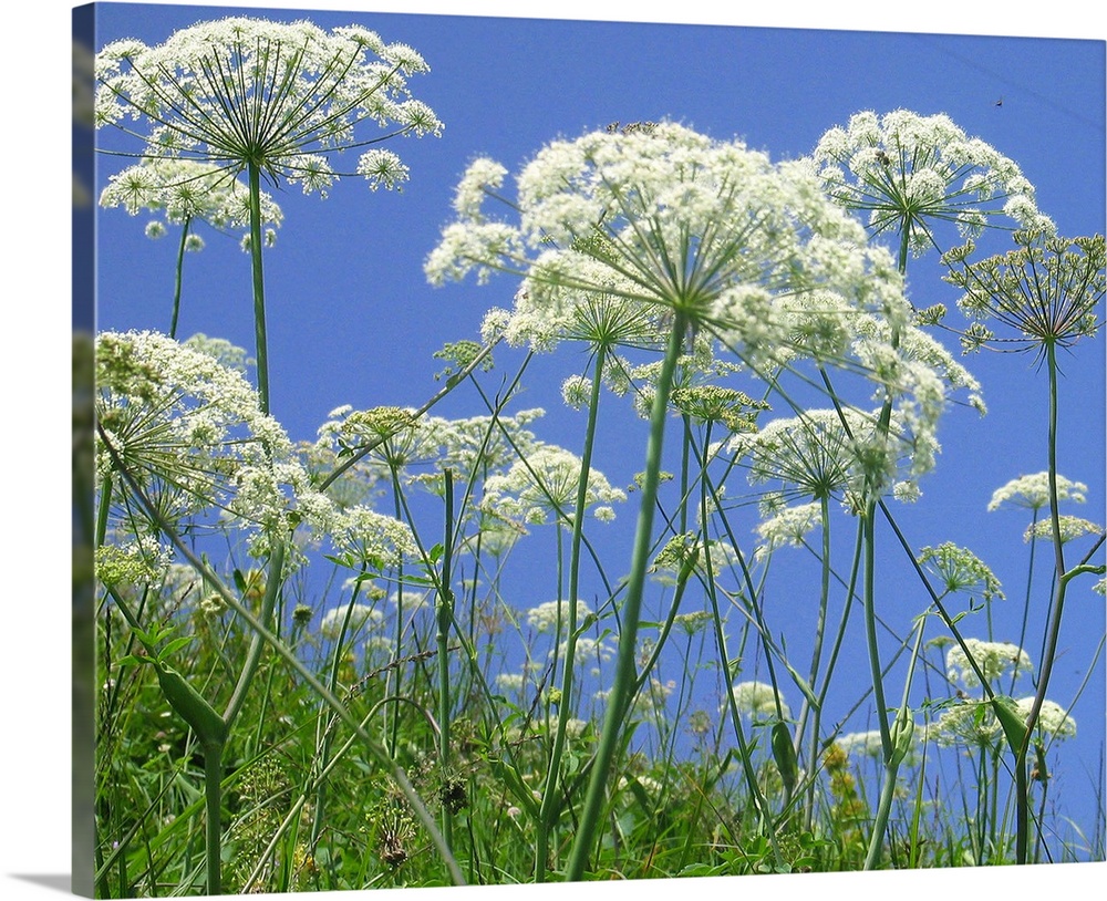 Cow parsnip on summer flower meadow; green, blue and white only mixing to delightfully fresh summer symphony of natural co...
