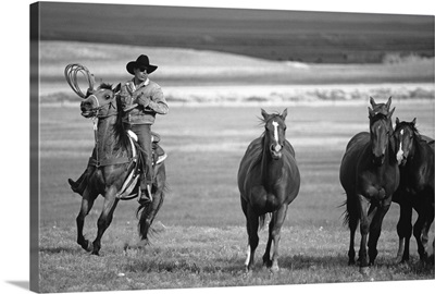 Cowboy driving a herd of horse