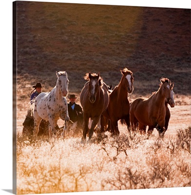 Cowboy Herding Horses