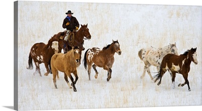 Cowboy Herding Horses At Hide Out Ranch In Wyoming
