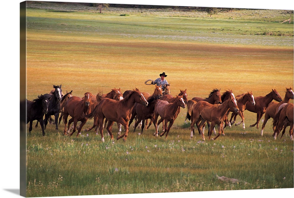 A single cowboy is photographed as he herds a group of horses in an open field.